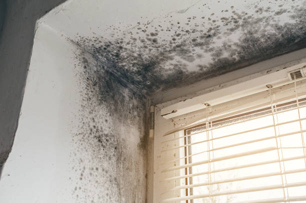 Mold Removal service in Bridgeport